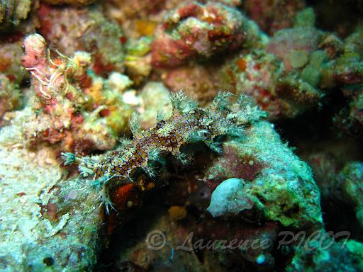 Bornella anguilla 1.JPG - Philippines - les Visayas